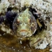 blenny_sailfin_lphr_gc_v_0298_cay4215.jpg